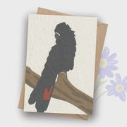Plantable Card - Red Tailed Black Cockatoo