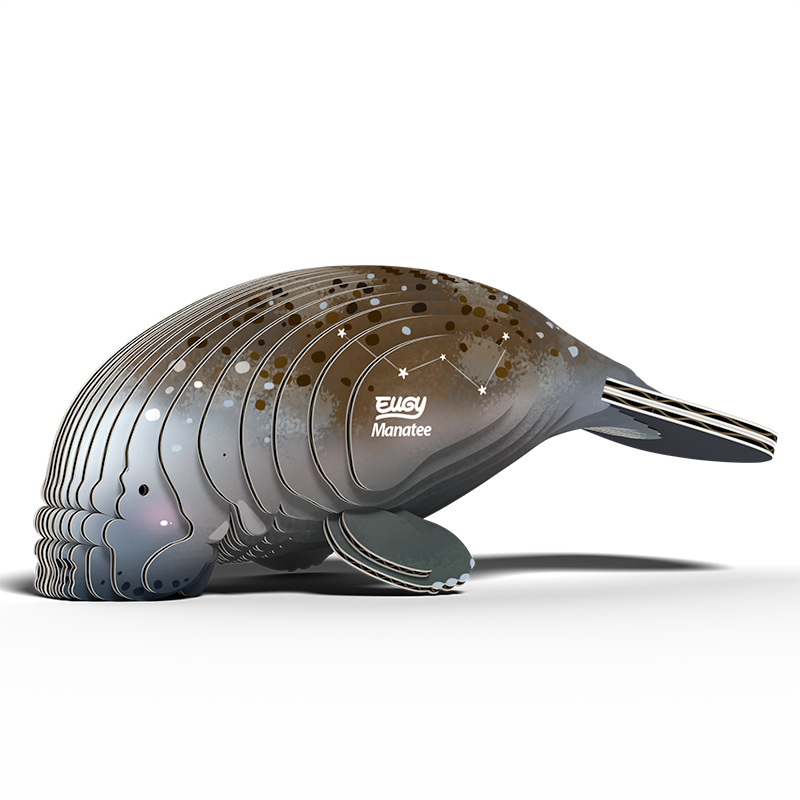 D Cardboard Model Kit - Manatee