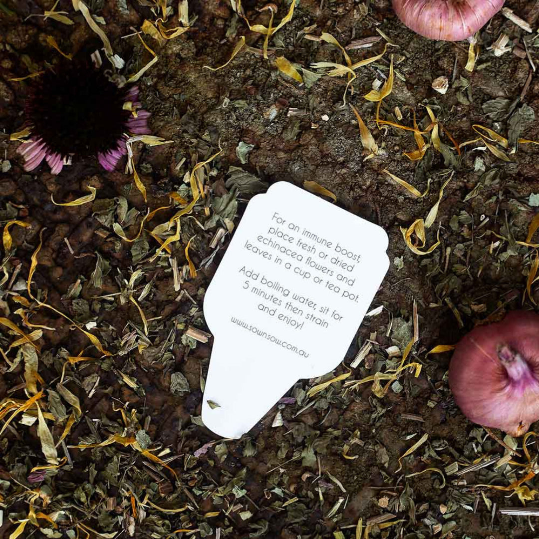 Gift of Seeds - Echinacea