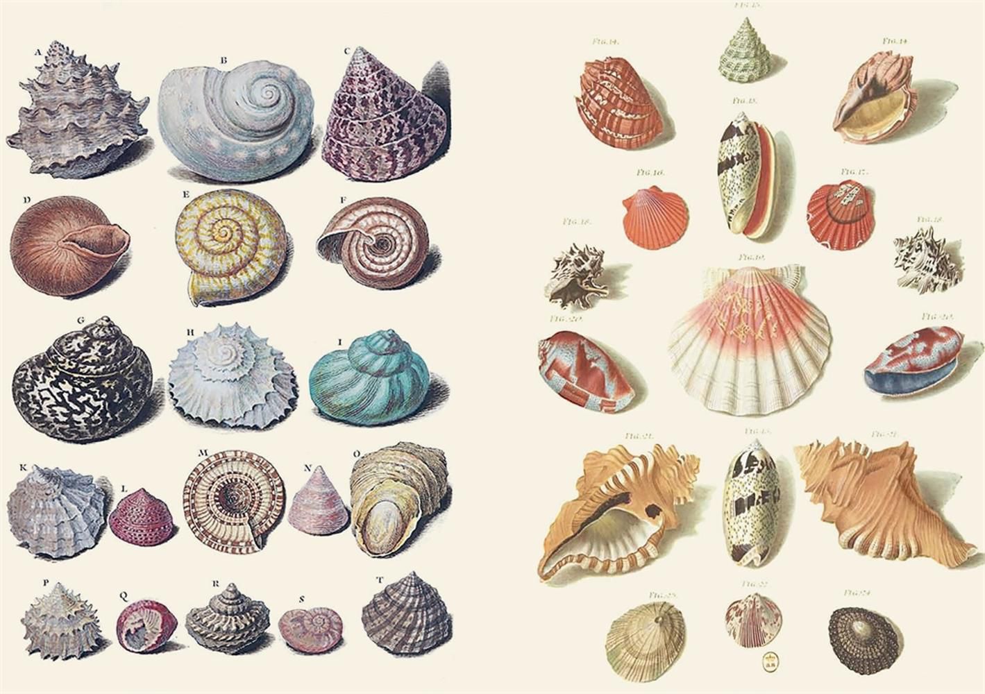 The Curious Collections Sticker Book
