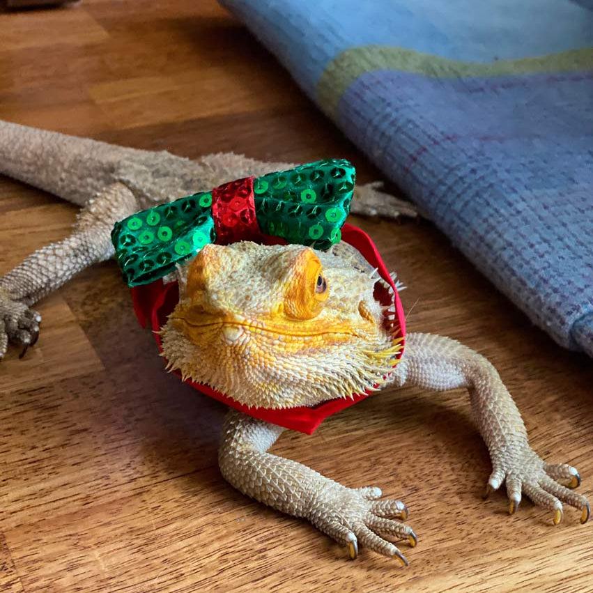 Christmas Pooch Bowtie