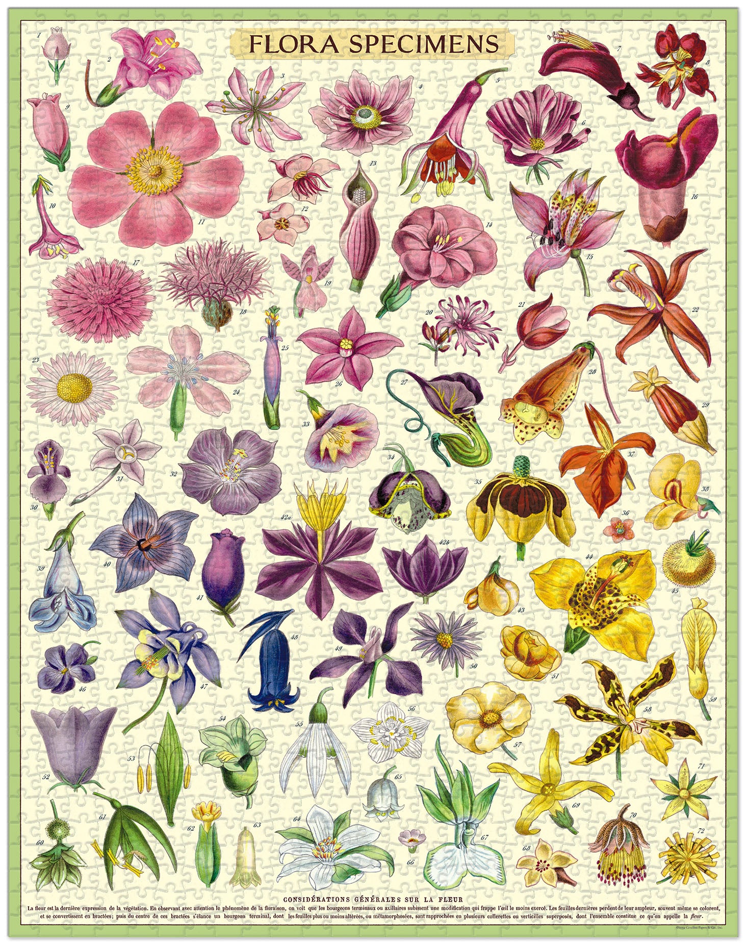 1000pc Vintage Puzzle - Flora Specimens