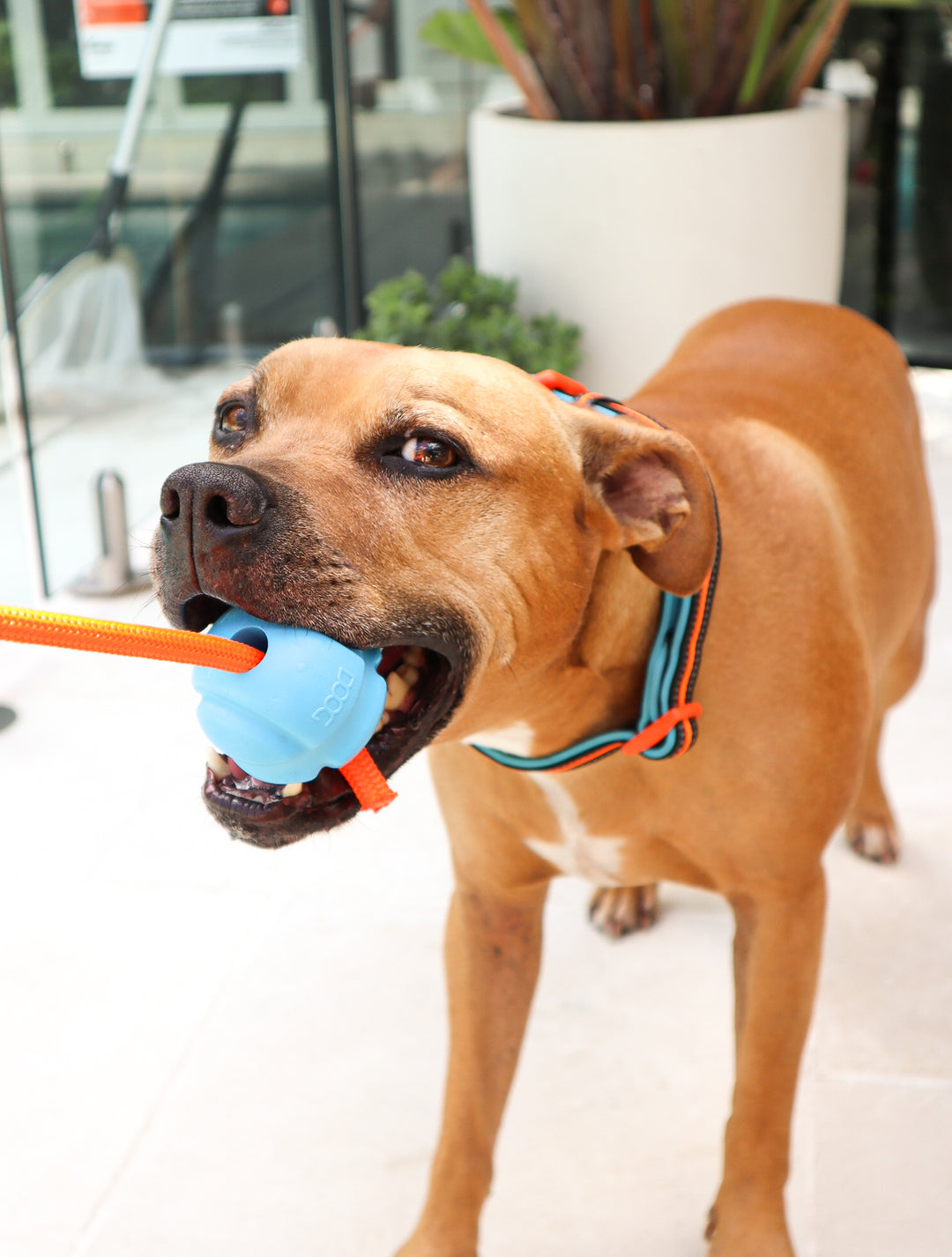 Fetch-N-Tug - Blue