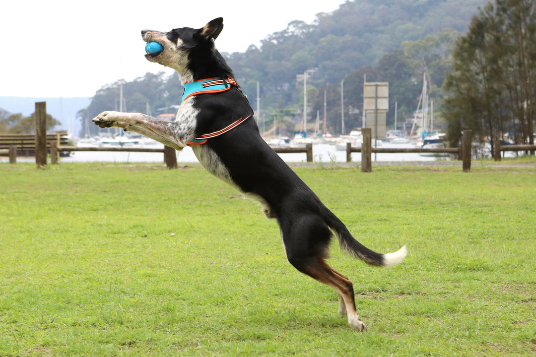 Fetch-A-Ball - Yellow