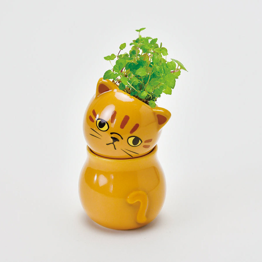 Coro Coro - White Cat Wild Strawberry