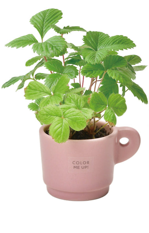 Colour Me Up Mug - Wild Strawberry