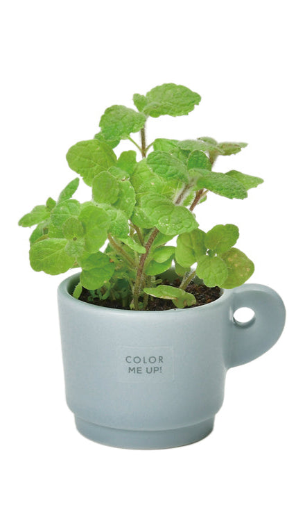 Colour Me Up Mug - Apple Mint