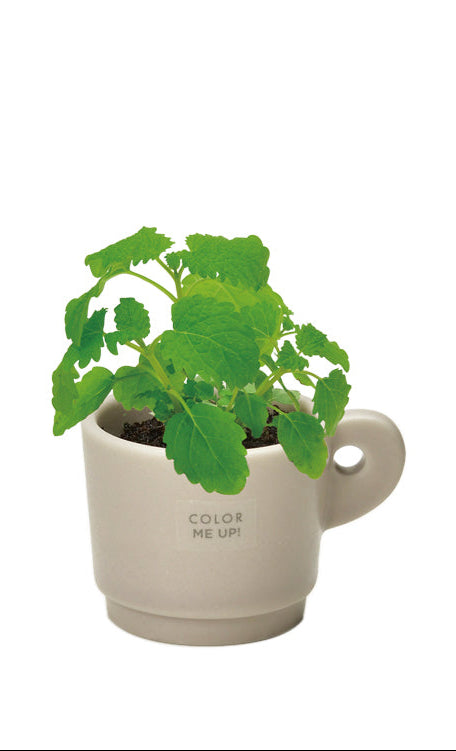 Colour Me Up Mug - Lemon Balm