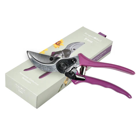 Secateurs - Asteraceae