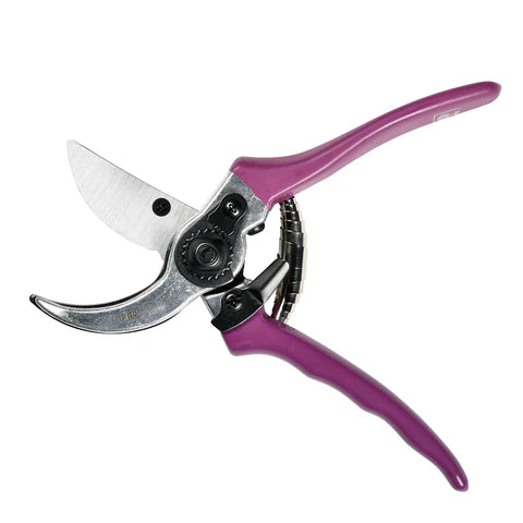 Secateurs - Asteraceae