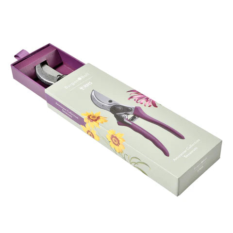 Secateurs - Asteraceae