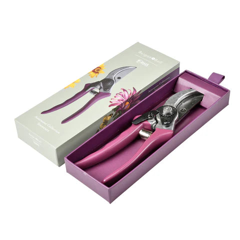 Secateurs - Asteraceae