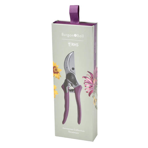 Secateurs - Asteraceae