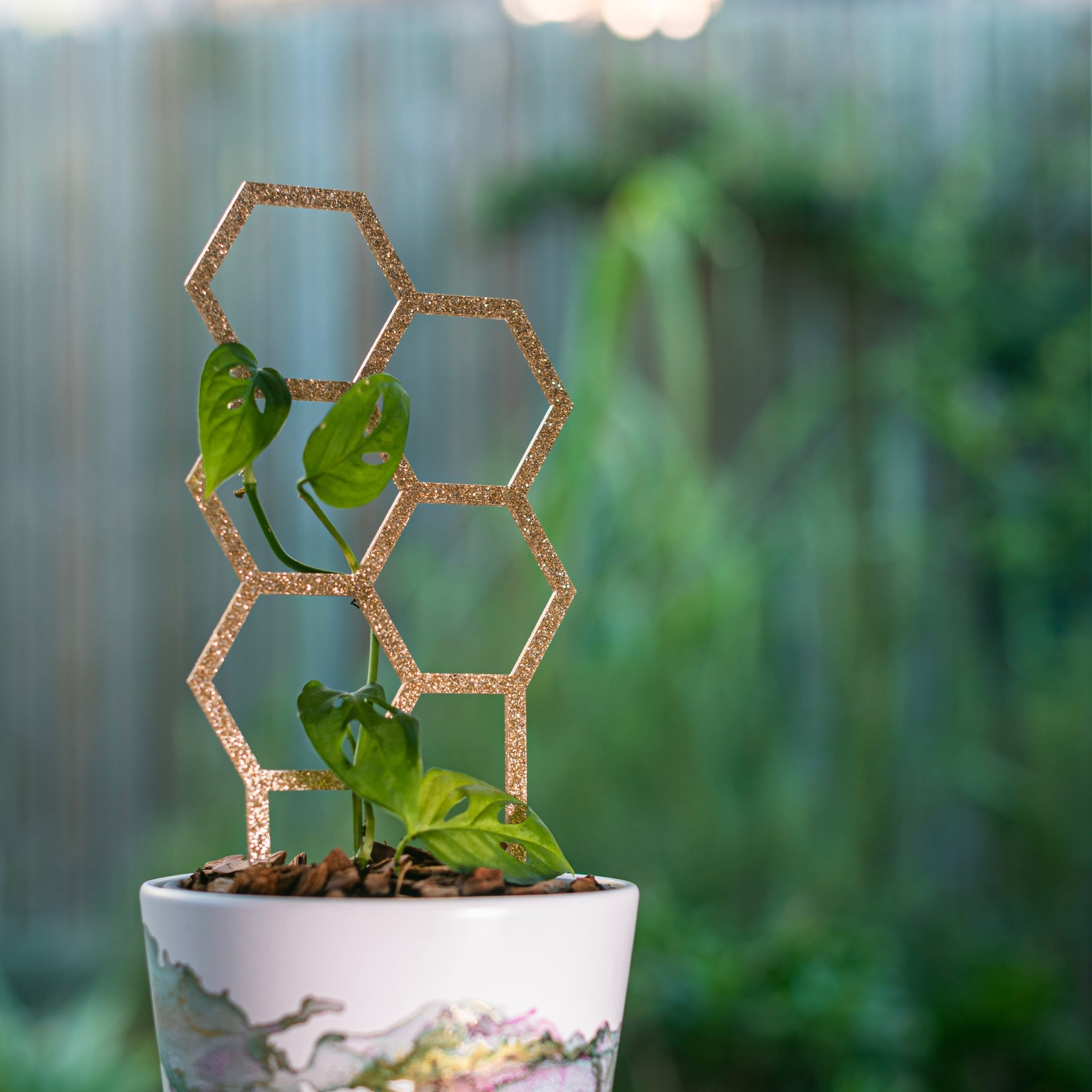 Hex Plant Climber - Gold Glitter
