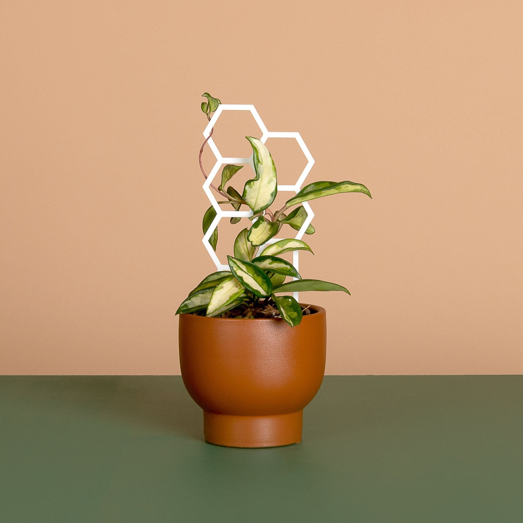 Hex Plant Climber - White