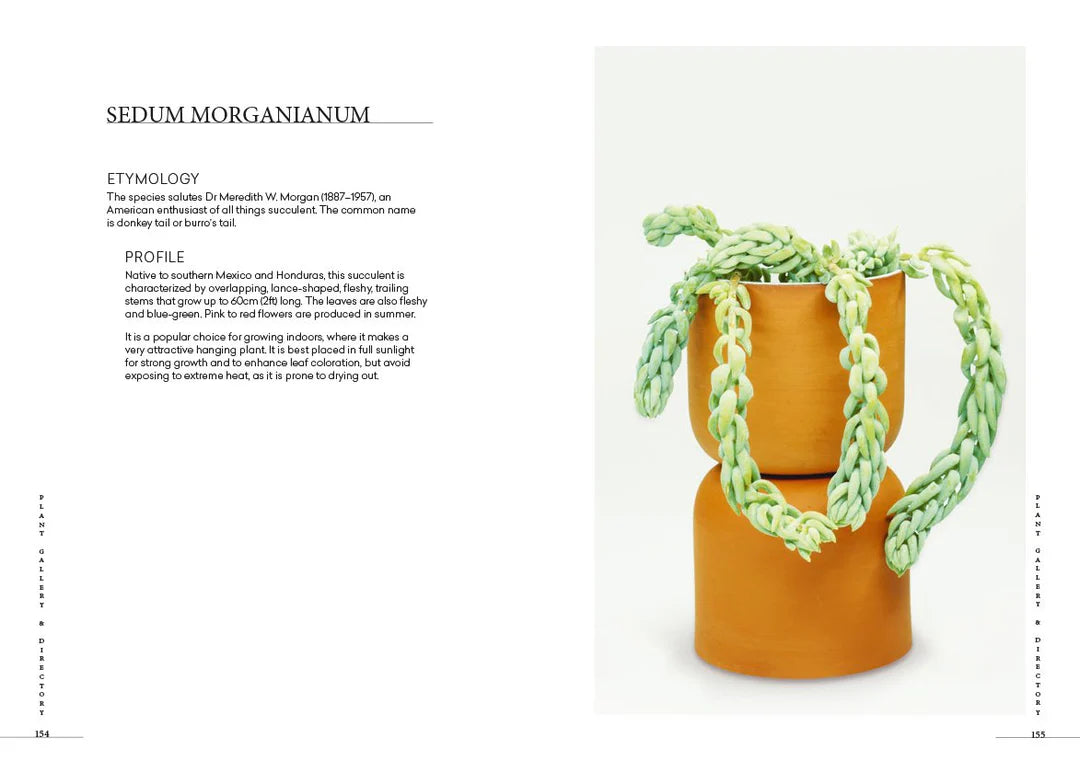 Prick Cacti & Succulents: Choosing, Styling, Caring