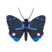 Cardboard Wall Art Small - Blue Diadem Butterfly