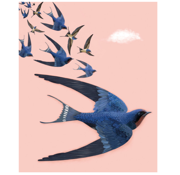 Swallows & Pink Sky