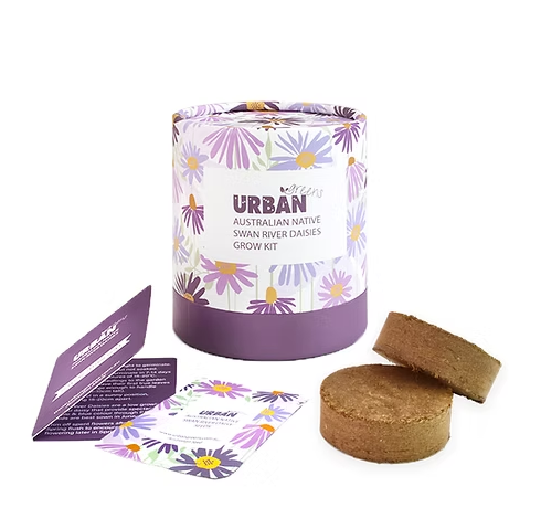 Australian Natives Grow Kit - Swan River Daisies