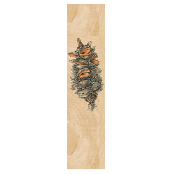 Woodhi Wooden Bookmark - Banksia Serrata