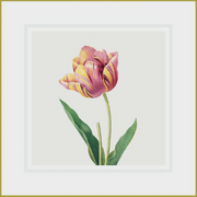 Ikonink Framed Card - Redoute Tulips