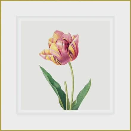 Ikonink Framed Card - Redoute Tulips