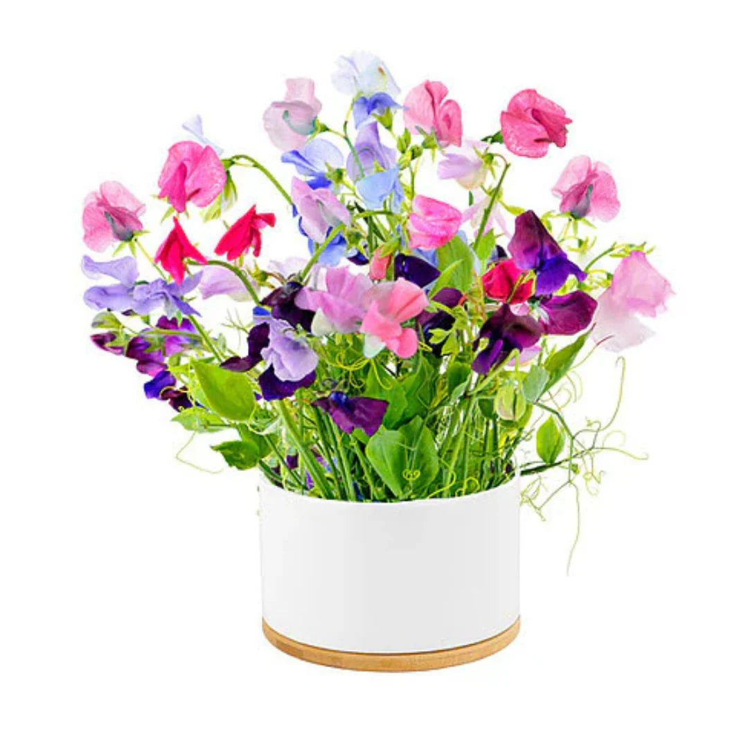 Fragrant Sweet Pea Growing Kit