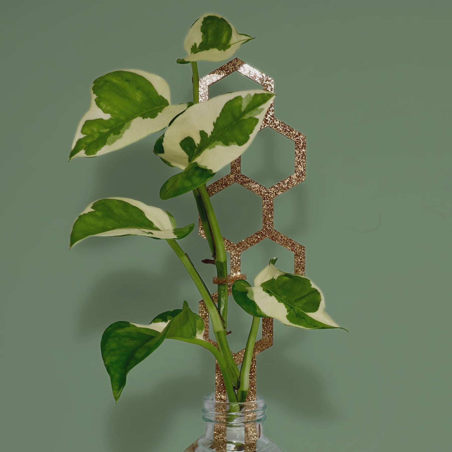 Water Bee Plant Climber - Gold Glitter