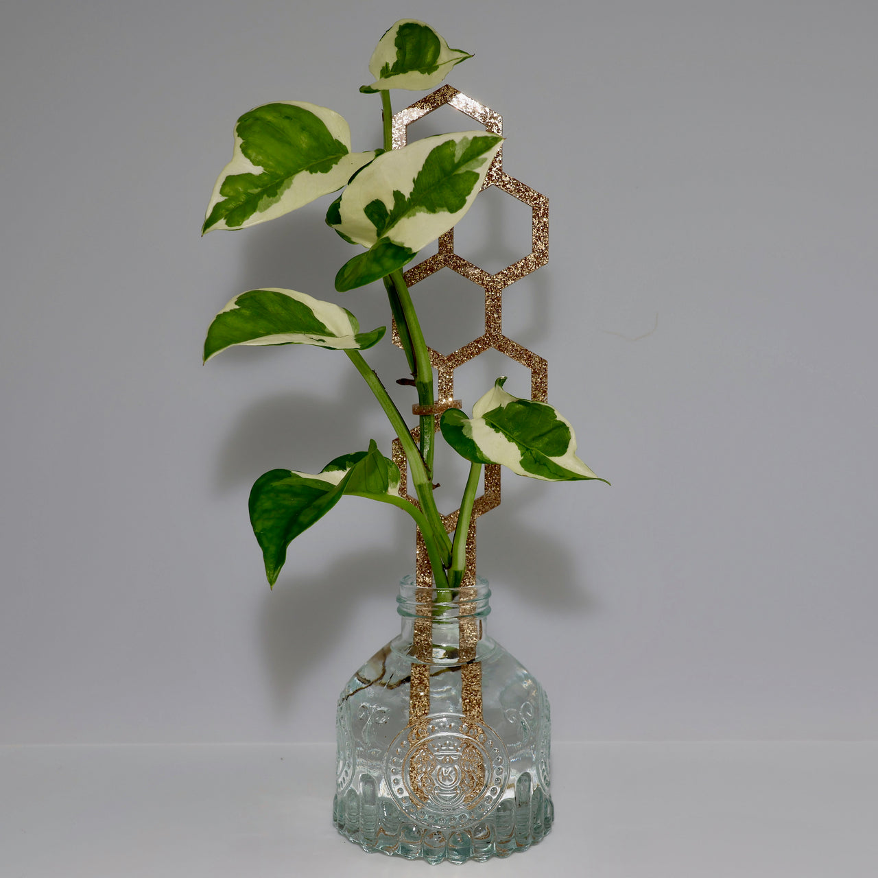 Water Bee Plant Climber - Gold Glitter