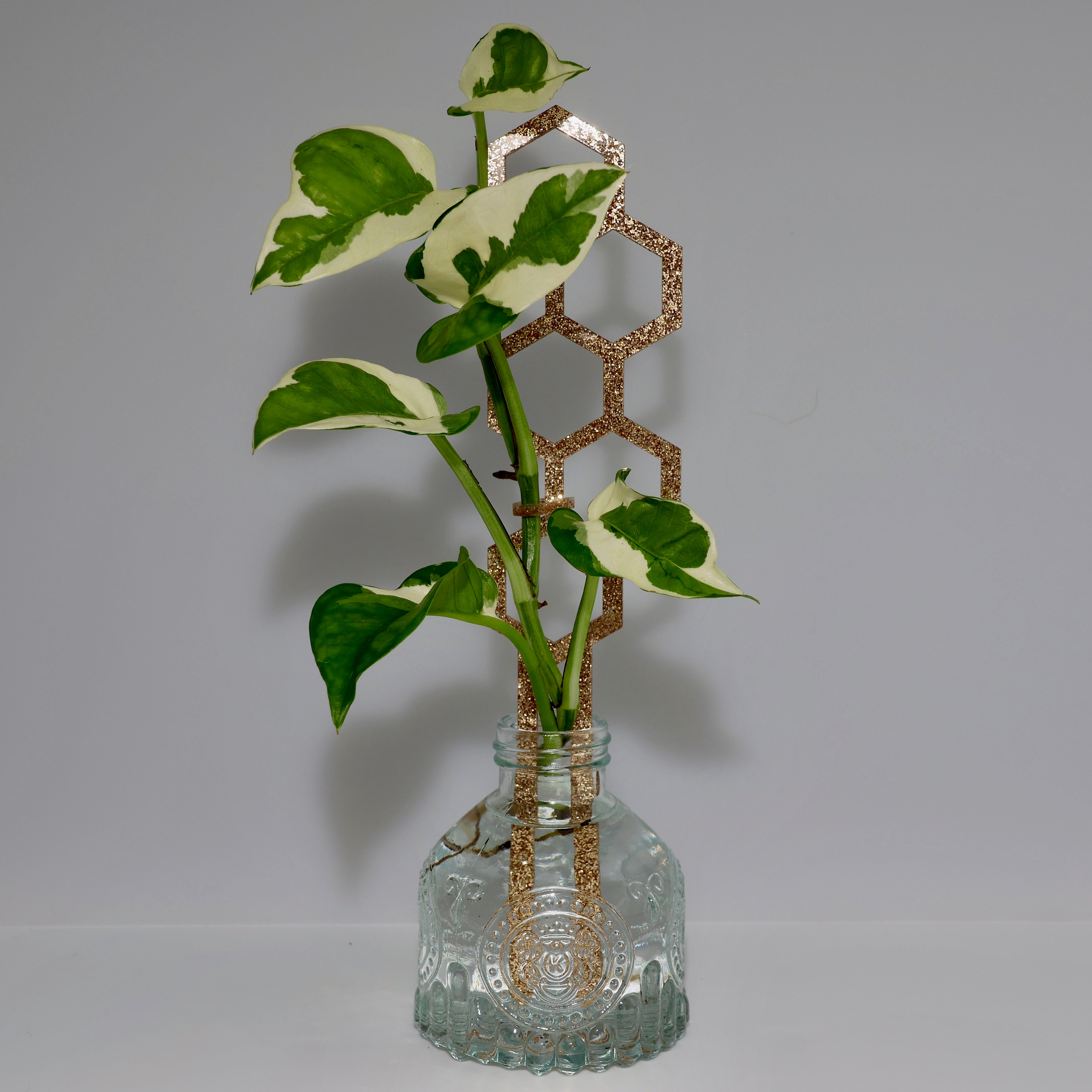 Water Bee Plant Climber - Gold Glitter