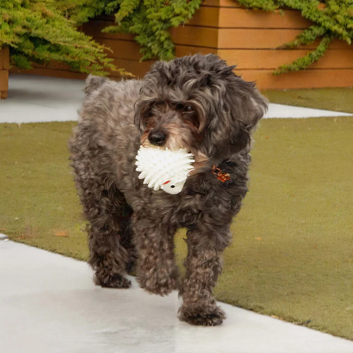 Kobe Dog Ball - Sheep