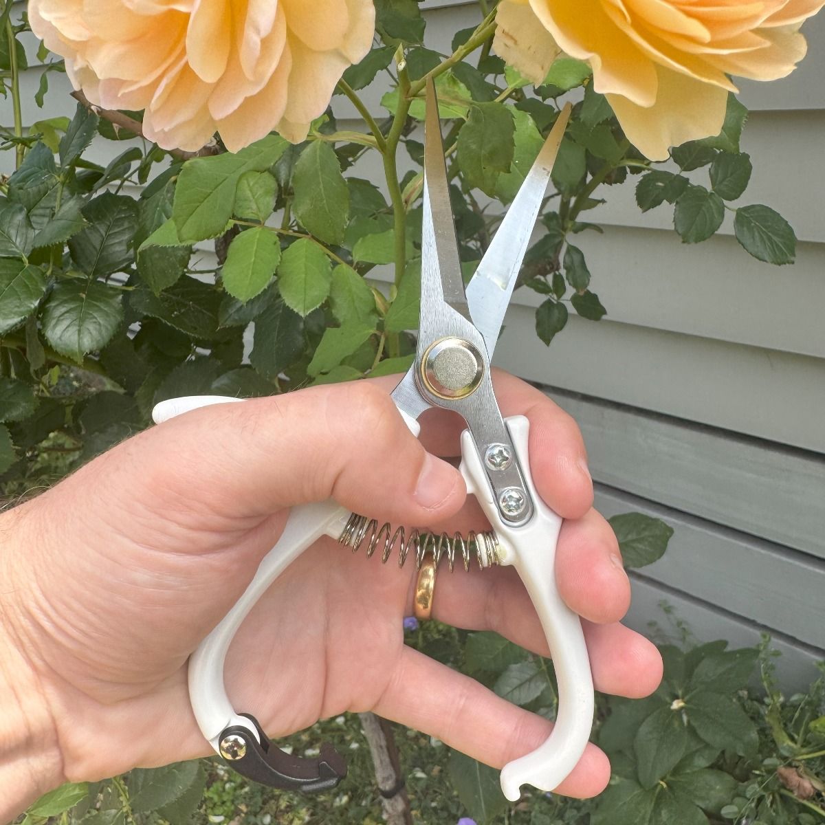 Indoor Plant Snips - White