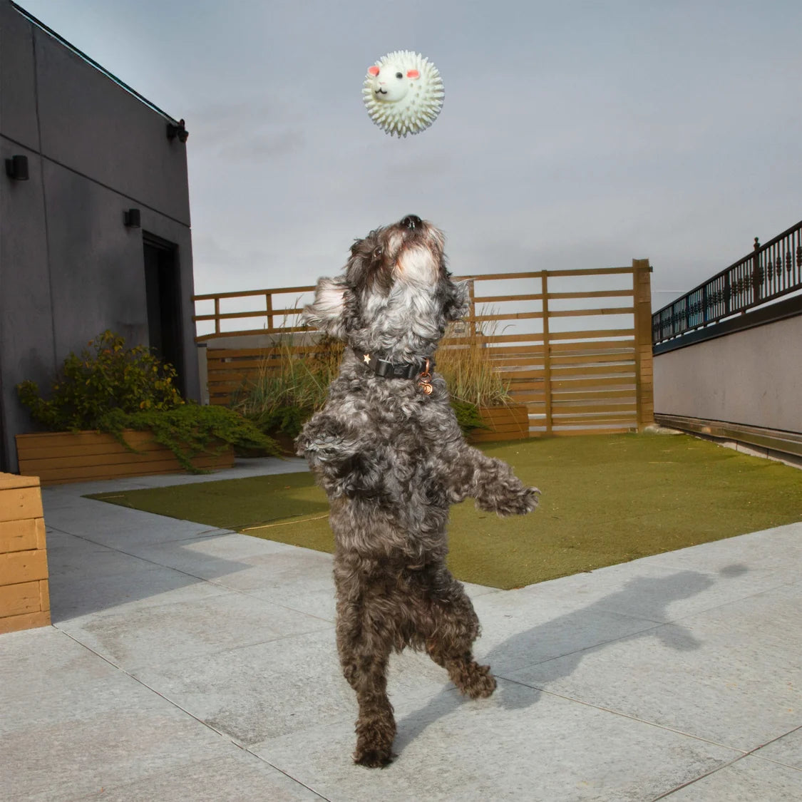 Kobe Dog Ball - Sheep