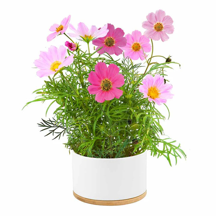 Mixed Dwarf Cosmos Growing Kit