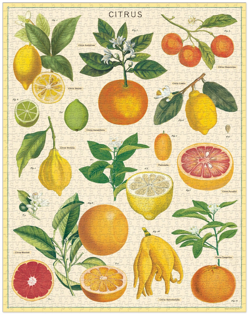 1000pc Vintage Puzzle - Citrus