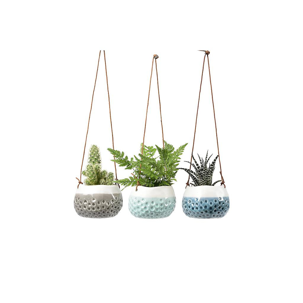 Hanging Pot Trio - Baby Dotty