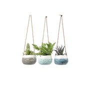 Hanging Pot Trio - Baby Dotty