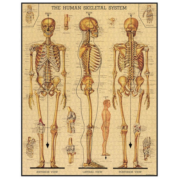 1000pc Vintage Puzzle - Skeletal System