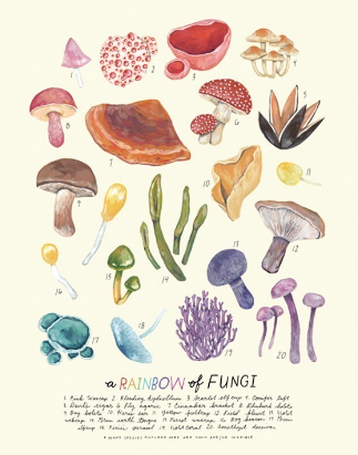 A Rainbow of Fungi Card