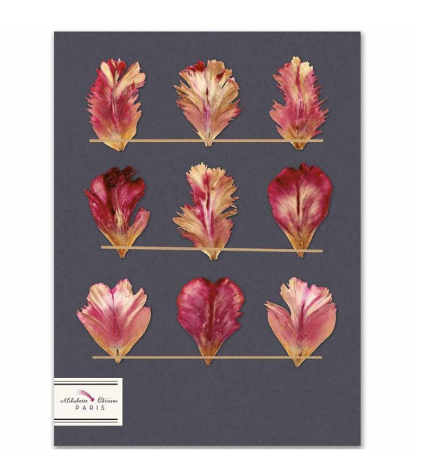 Tulipes Artbook (A4, Black Paper)