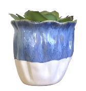 Daffodil  Mediterranean Blue Pot - Small