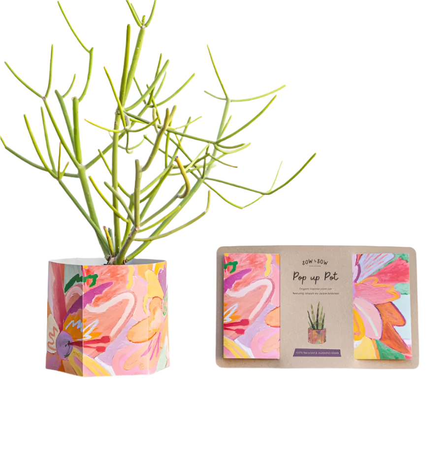 Pop Up Pot - ‘Bloom’ Medium