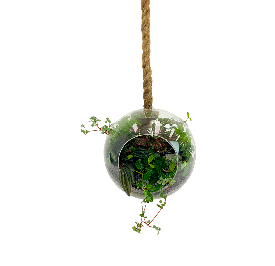 Hanging Plant Terrarium - Round