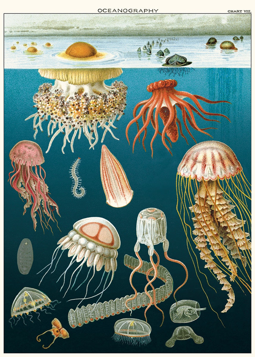 1000pc Vintage Puzzle - Jellyfish